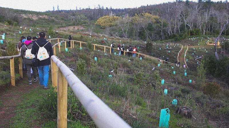 Reforestación Parque Coyanmahuida Foto: Benjamín Valdivia