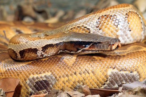 Pasó toda la noche durmiendo plácidamente y cuando despertó vivió una verdadera pesadilla: junto a ella había una pitón de más de un metro