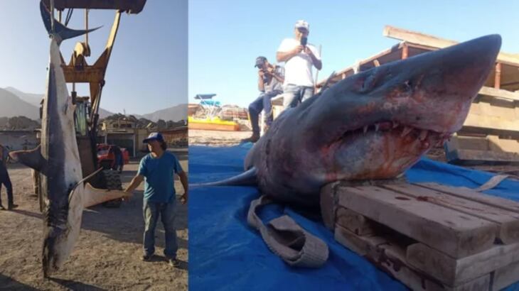 Tiburón encontrado en Tocopilla. Fotografía de Antofagasta TV