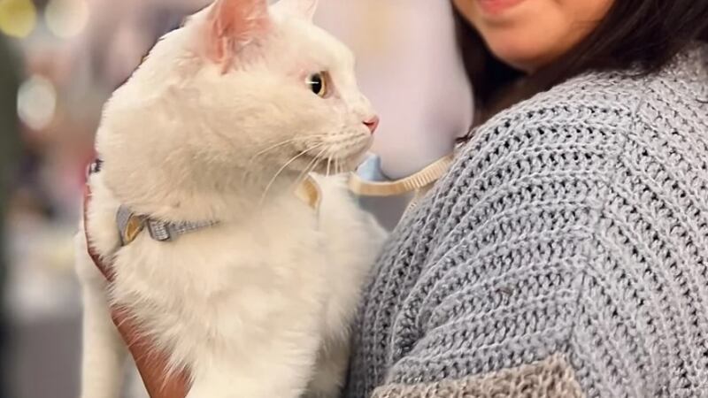 Adulto mayor causa revuelo en redes sociales al ofrecer su herencia a cambio de cuidar a su gata una vez que él fallezca