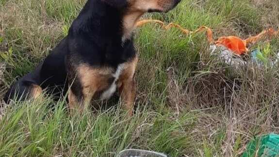 Perro Peluchín La Serena