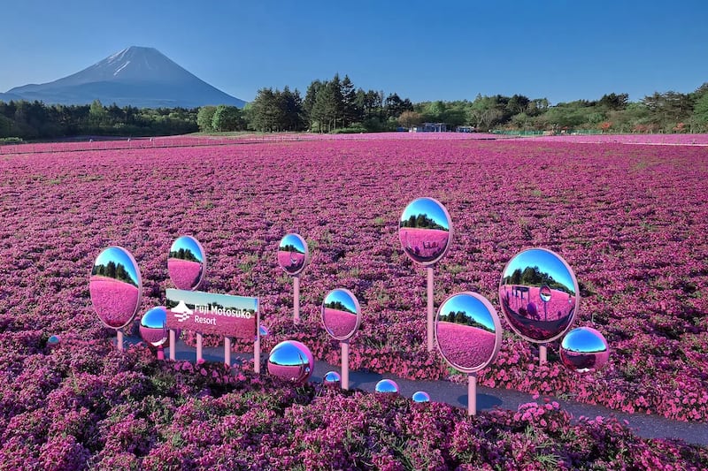 Cada año, entre mediados de abril y finales de mayo, el Fuji Shibazakura Festival transforma los paisajes cercanos al Monte Fuji en una alfombra de colores. Foto: Fuji Shibazakura Festival.