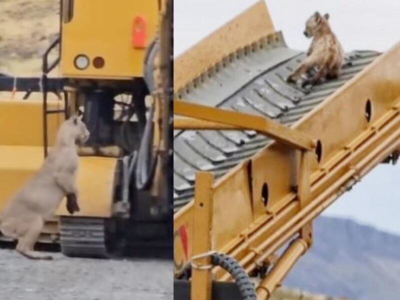 Tierno reencuentro: Puma rescata a su cachorro de zona de construcción en Torres del Paine
