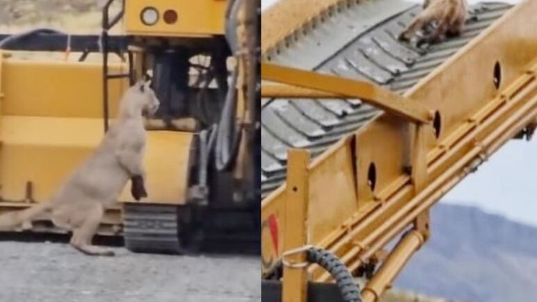 Puma rescata a su cachorro en Torres del Paine