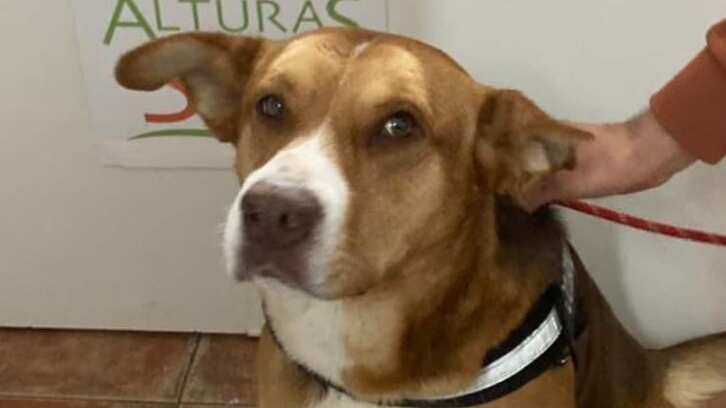 Dante, perrito apedreado busca familia