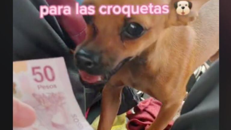 Su dueño no quiere dejarla sola y le enseñó a trabajar con él en su taxi