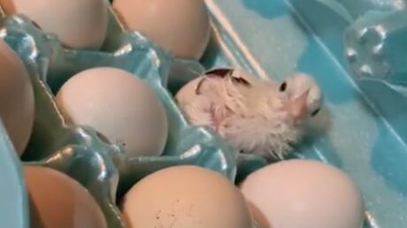 pollito que nació en una cubeta de huevos