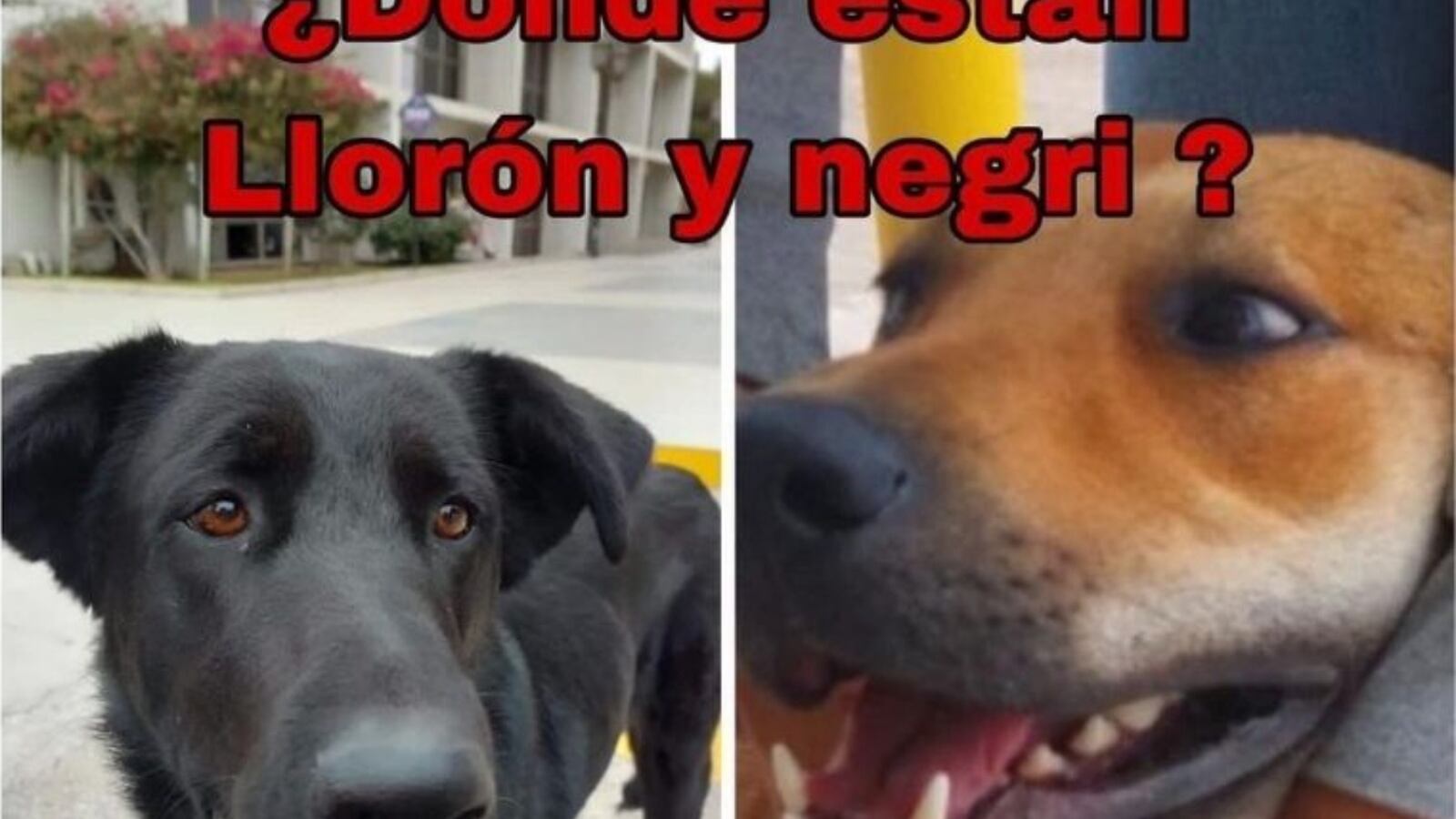 PERRITOS ASESINADOS EN UNIVERSIDAD DEL ALBA