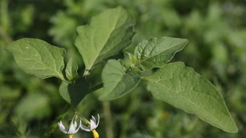 Ciudadano chino muere en Los Andes tras consumir planta de su jardín: investigan posible intoxicación