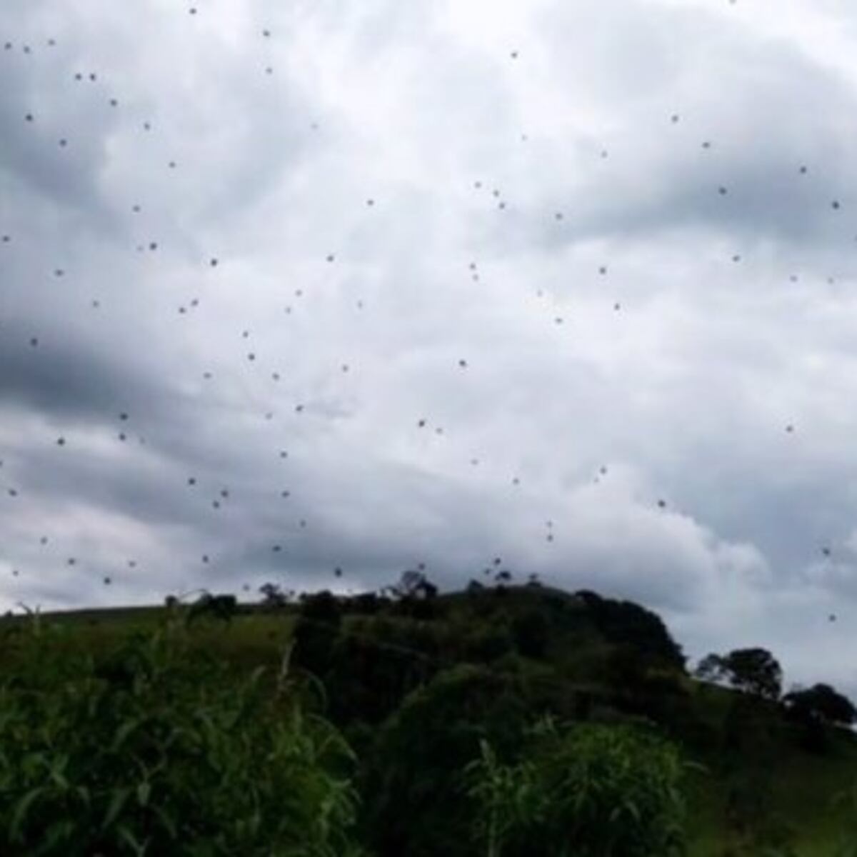 Increíble fenómeno: Lluvia de arañas sorprende en Brasil Increíble fenómeno: Lluvia de arañas sorprende en Brasil