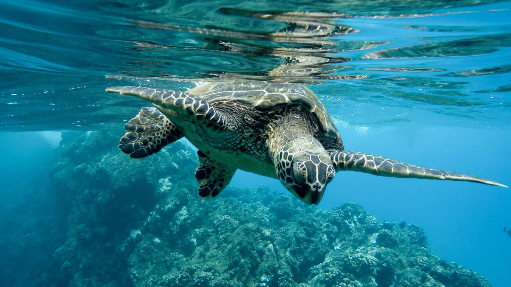 Más de 70 personas resultaron intoxicadas