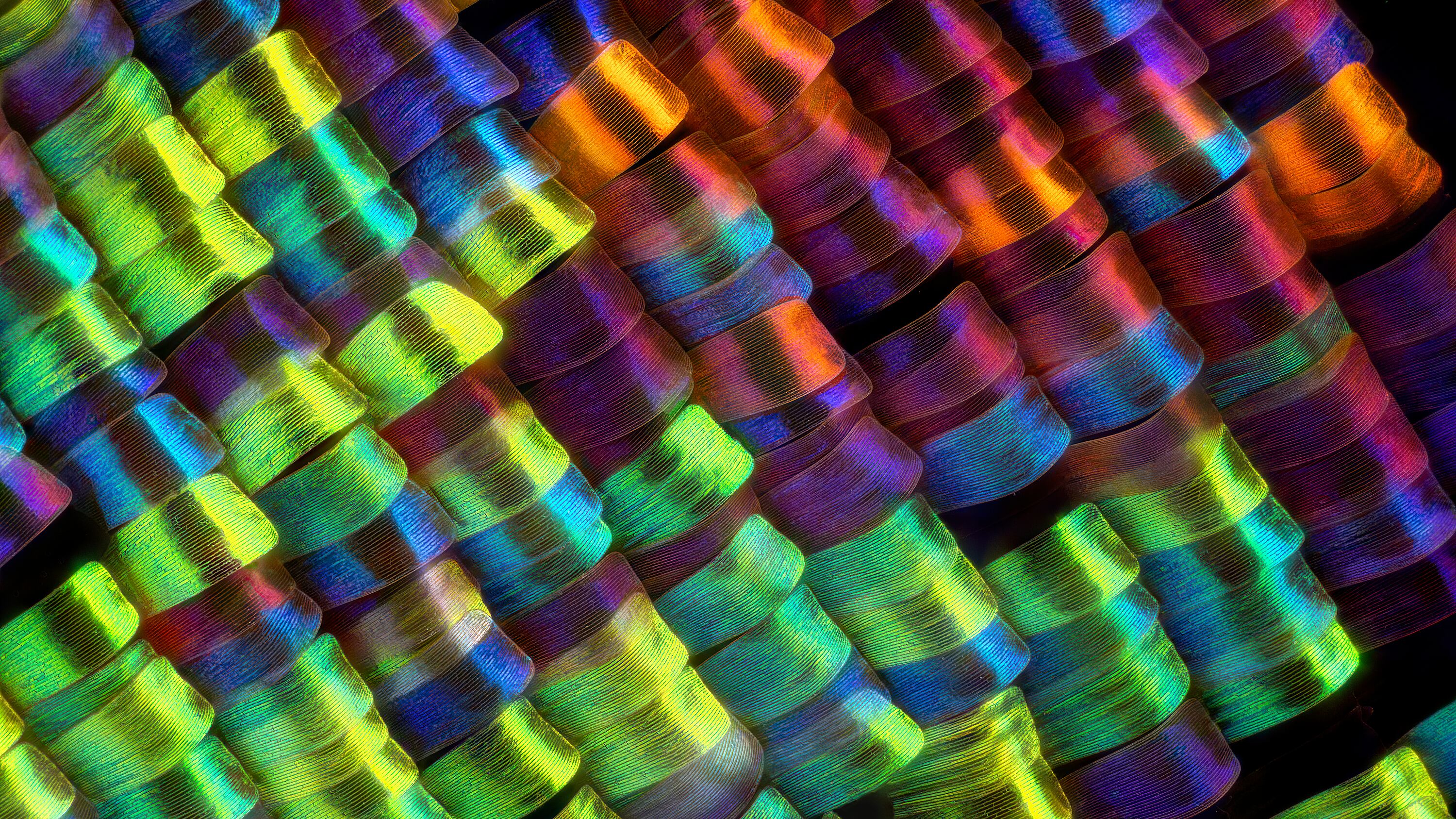 Europa, Oriente Medio y África