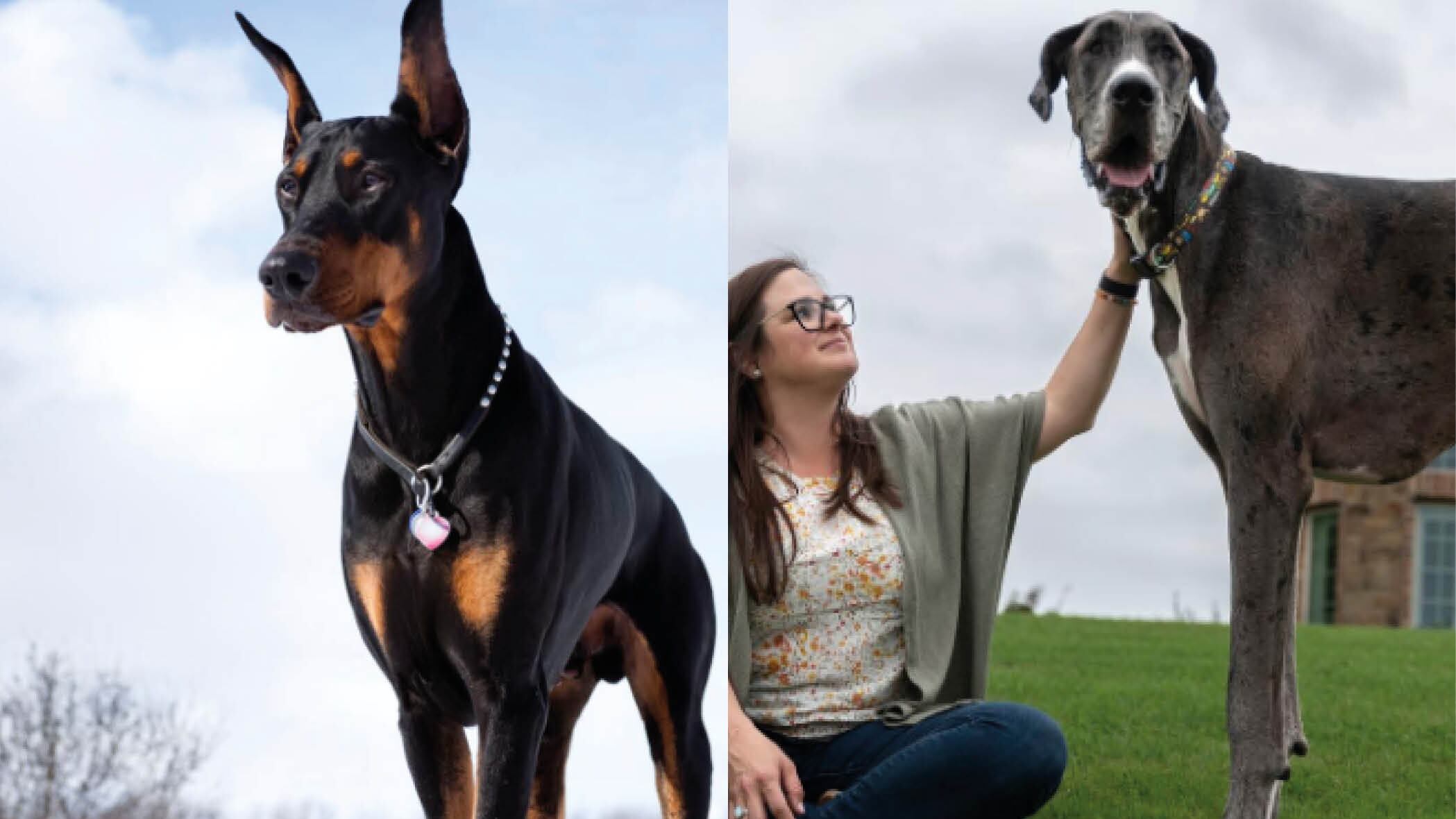 Esta es la razón de por qué los perros de mayor tamaño viven menos