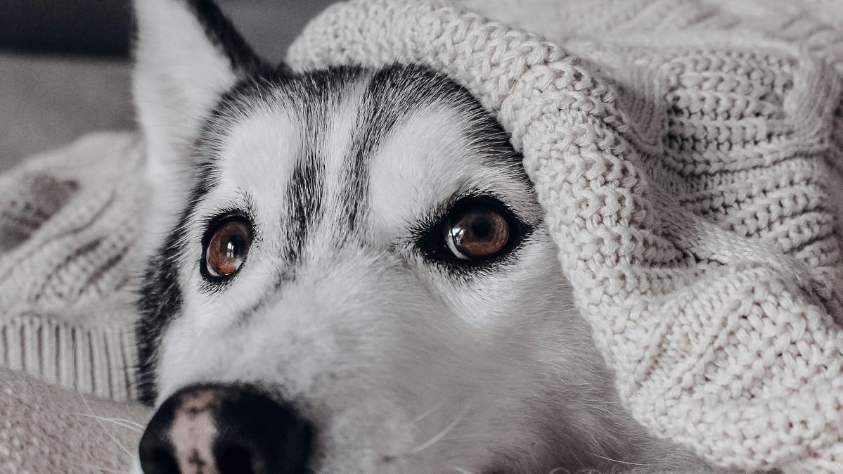 Perros y gatos también sufren con la llegada de las temperaturas más bajas