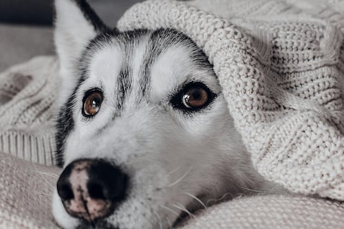 Se acerca el frío y la lluvia: ¿Cómo cuidar a las mascotas ante las bajas temperaturas?
