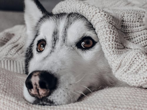 Se acerca el frío y la lluvia: ¿Cómo cuidar a las mascotas ante las bajas temperaturas?