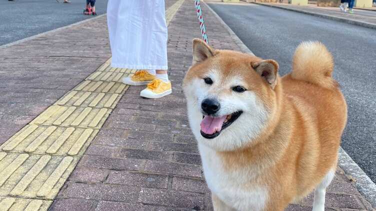 Es uno de los perritos más adorables de Internet