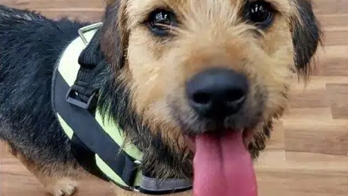 Bigote de "Gran Hermano" | Captura: CHV