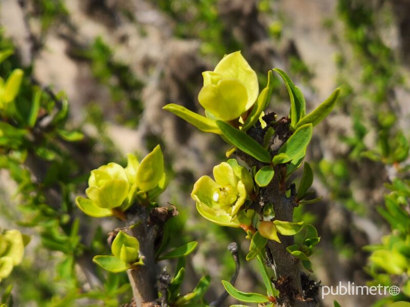 Primeros brotes comienzan a dar la bienvenida al Desierto Florido 2022