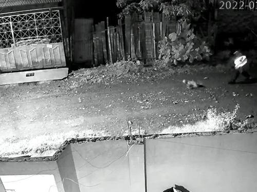 Mascota recibió una golpiza por ladrar a un hombre que pasaba por la calle