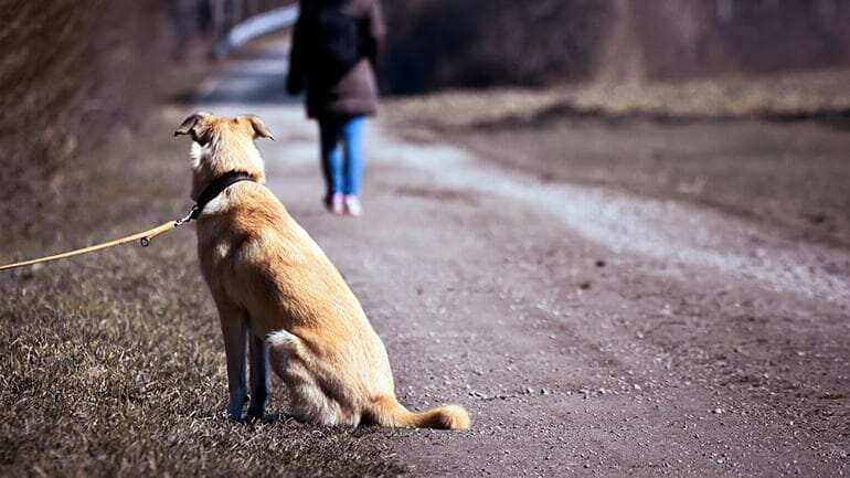 Abandono de mascotas