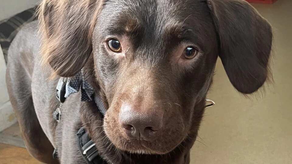 Perrito Coco | Fuente: Telegraph