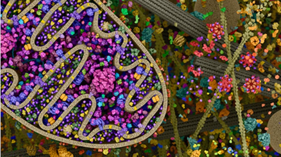 El estudio de visualización digital Digizyme creó una representación en 3D de una célula eucariota, revelando la complejidad que guardan dichos organismos. Foto: Digizyme.
