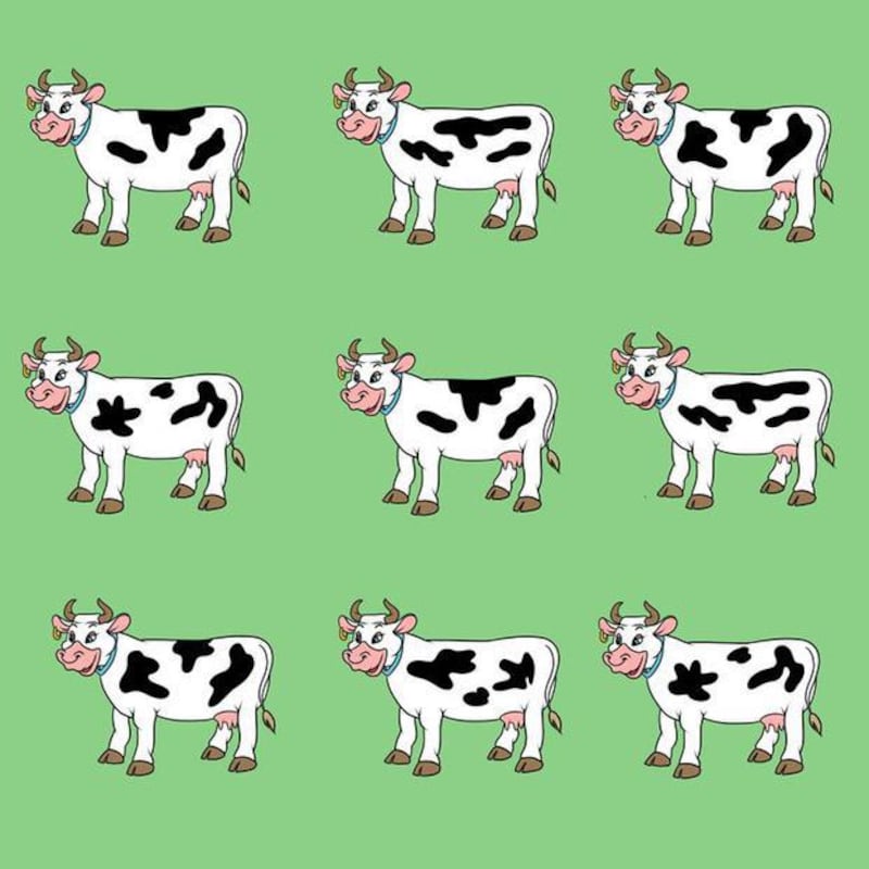 Localiza la vaca diferente.