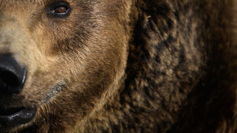 Perdió parte de su mano por intentar una selfie con un oso