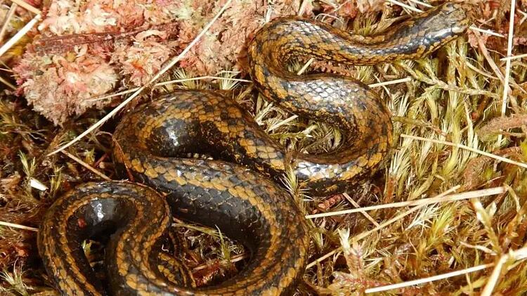 Tachymenoides harrisonfordi: así es la serpiente en honor a Indiana Jones y Harrison Ford