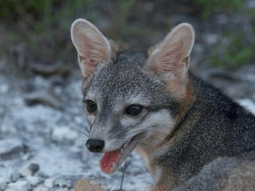 Escurridizo zorro de isla mexicana reaparece tras más de dos décadas