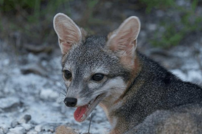 Escurridizo zorro de isla mexicana reaparece tras más de dos décadas