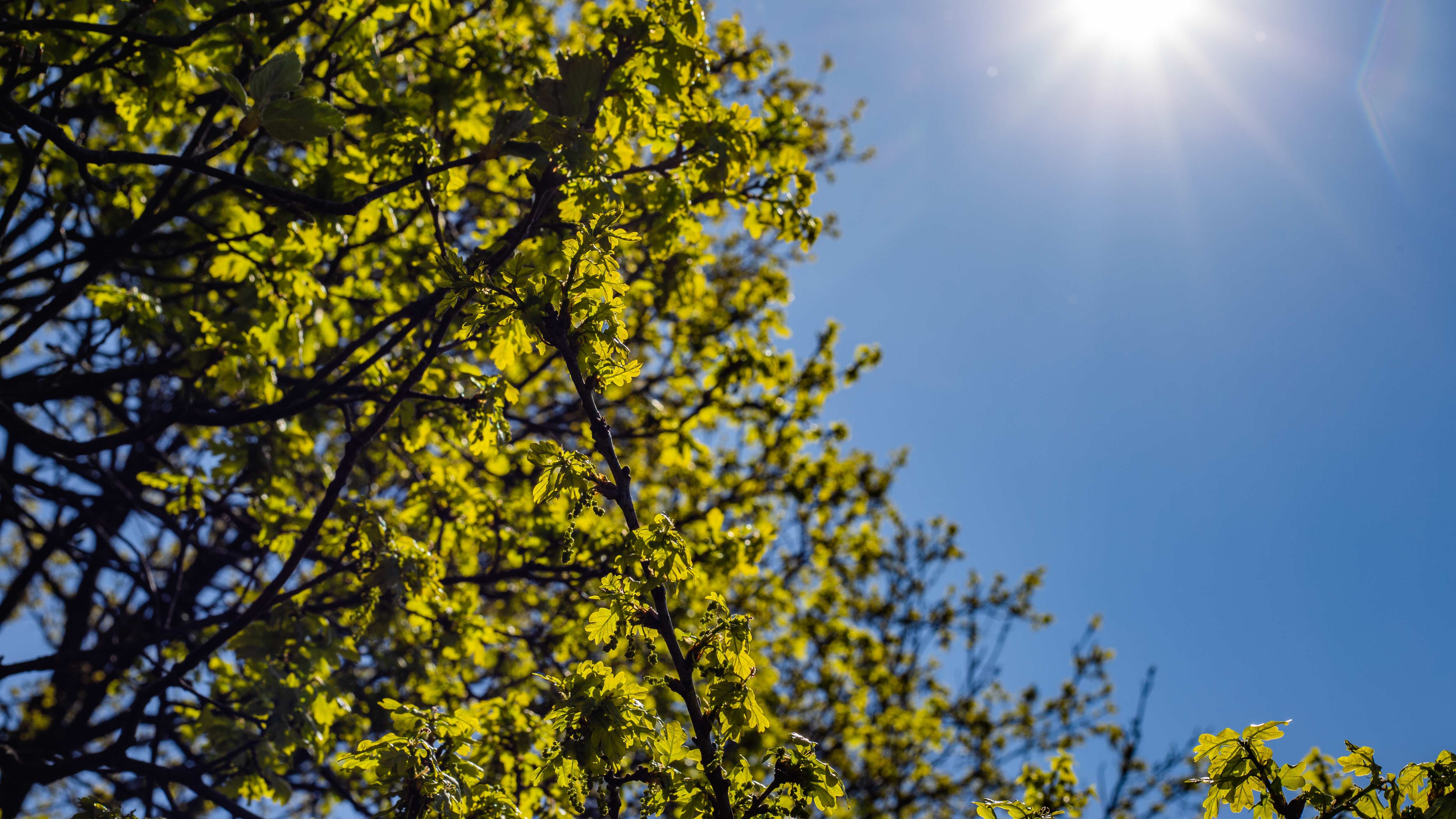 Tomar el sol tiene múltiples beneficios para la salud, entre ellos la producción de vitamina D y el refuerzo de nuestro sistema inmune. Foto: Freepik.