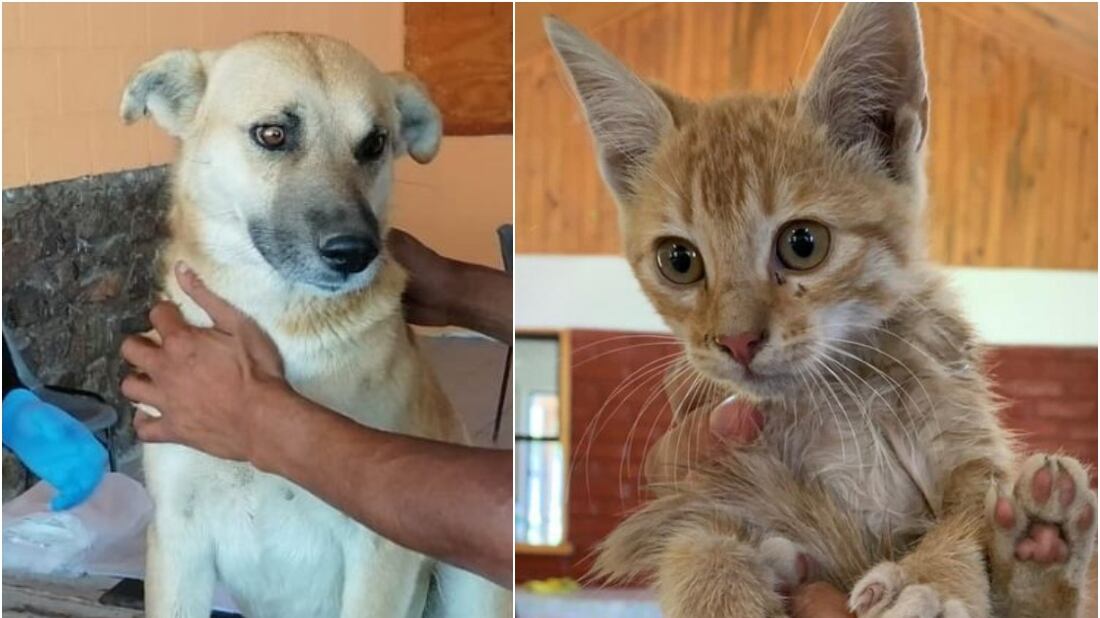 Vacunas para perros y gatos