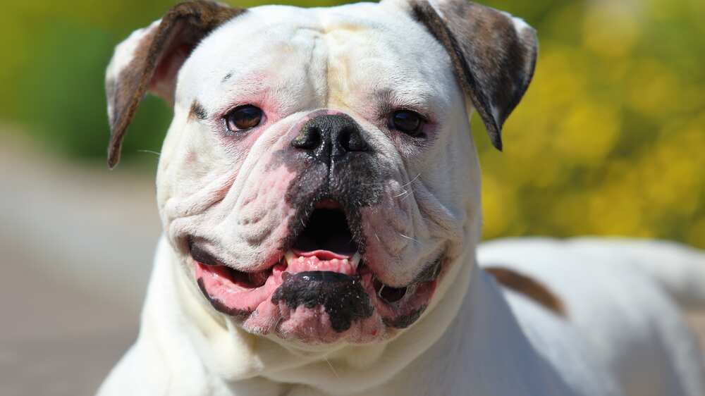 Bulldog americano