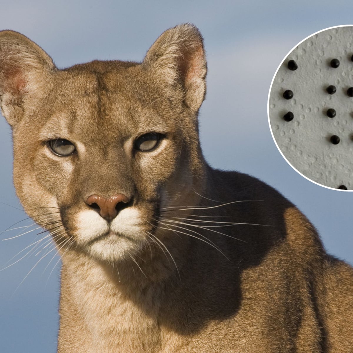 Puma asesinado en San José de Maipo con perdigones en su cuerpo Puma asesinado en San José de Maipo con perdigones en su cuerpo