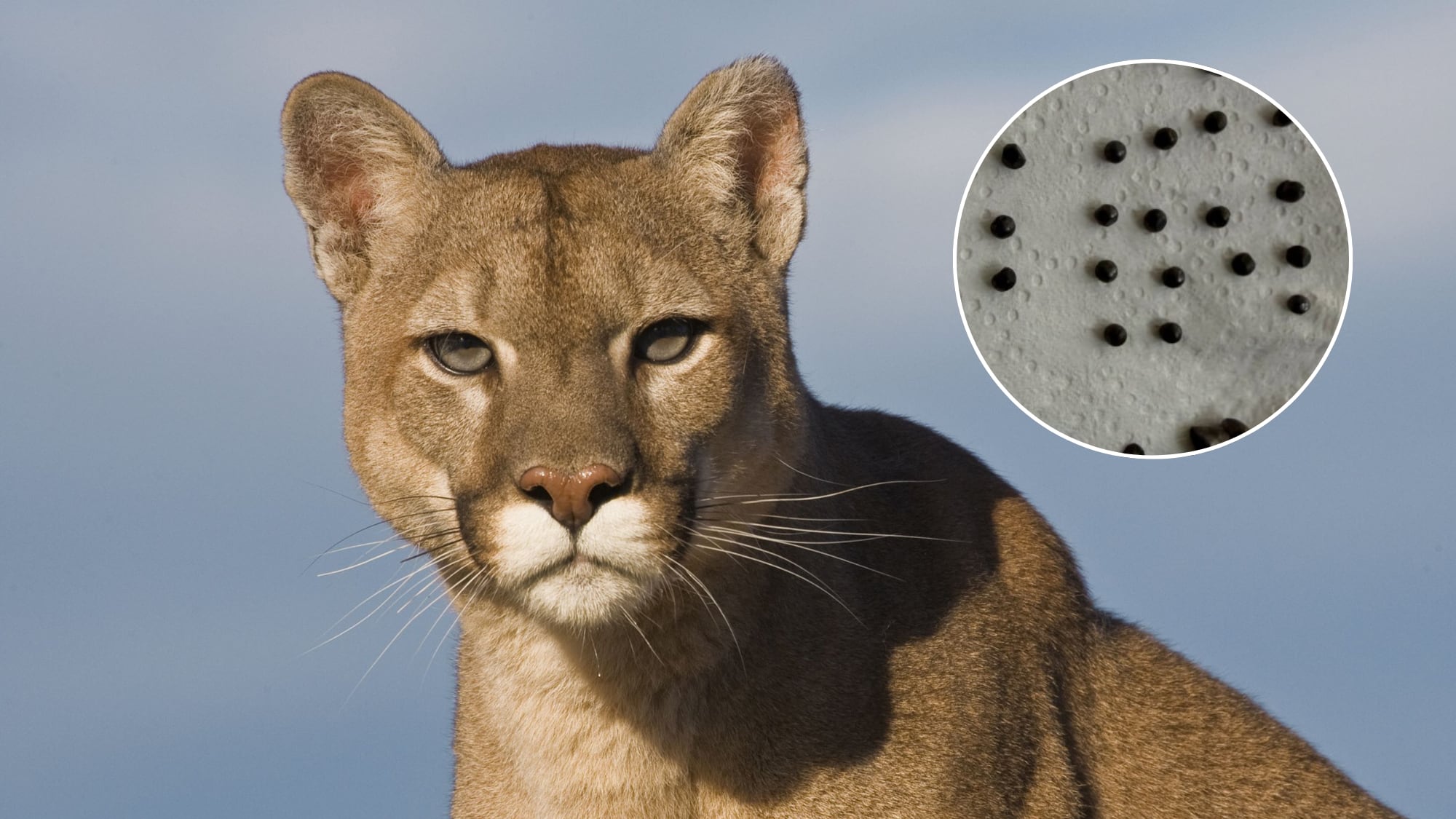 Denuncian asesinato de puma en San José de Maipo: encontraron decenas de perdigones en su cuerpo