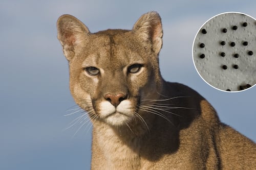 Denuncian asesinato de puma en San José de Maipo: encontraron decenas de perdigones en su cuerpo