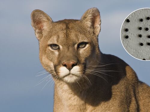 Denuncian asesinato de puma en San José de Maipo: encontraron decenas de perdigones en su cuerpo