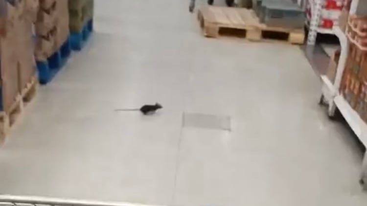 Inician sumario en supermercado de Antofagasta tras el registro de un ratón en los pasillos.