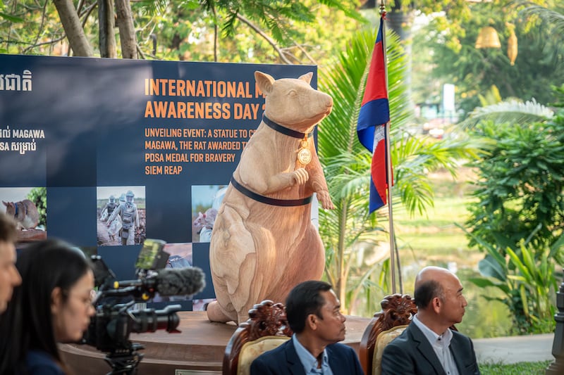 Gracias a su extraordinario sentido del olfato, la rata Megawa logró identificar más de 100 explosivos ocultos, por lo que Camboya construyó una estatua en su honor. Foto APOPO.
