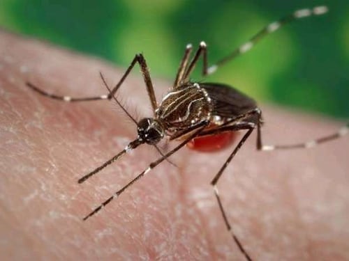 Cierran el Paso Los Libertadores por hallazgo de mosquito transmisor del dengue