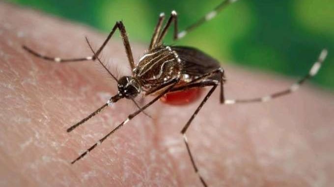 Mosquito transmisor del dengue llegó al sur de Europa, preocupa su rápida expansión