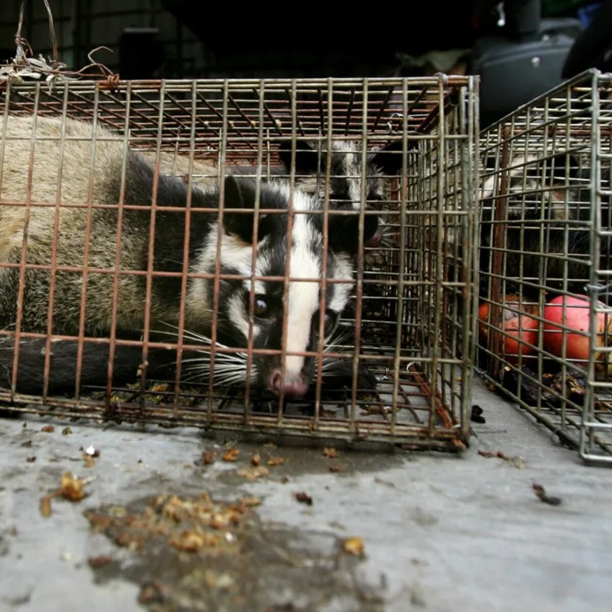 Nuevos virus en animales de peletería en China Nuevos virus en animales de peletería en China
