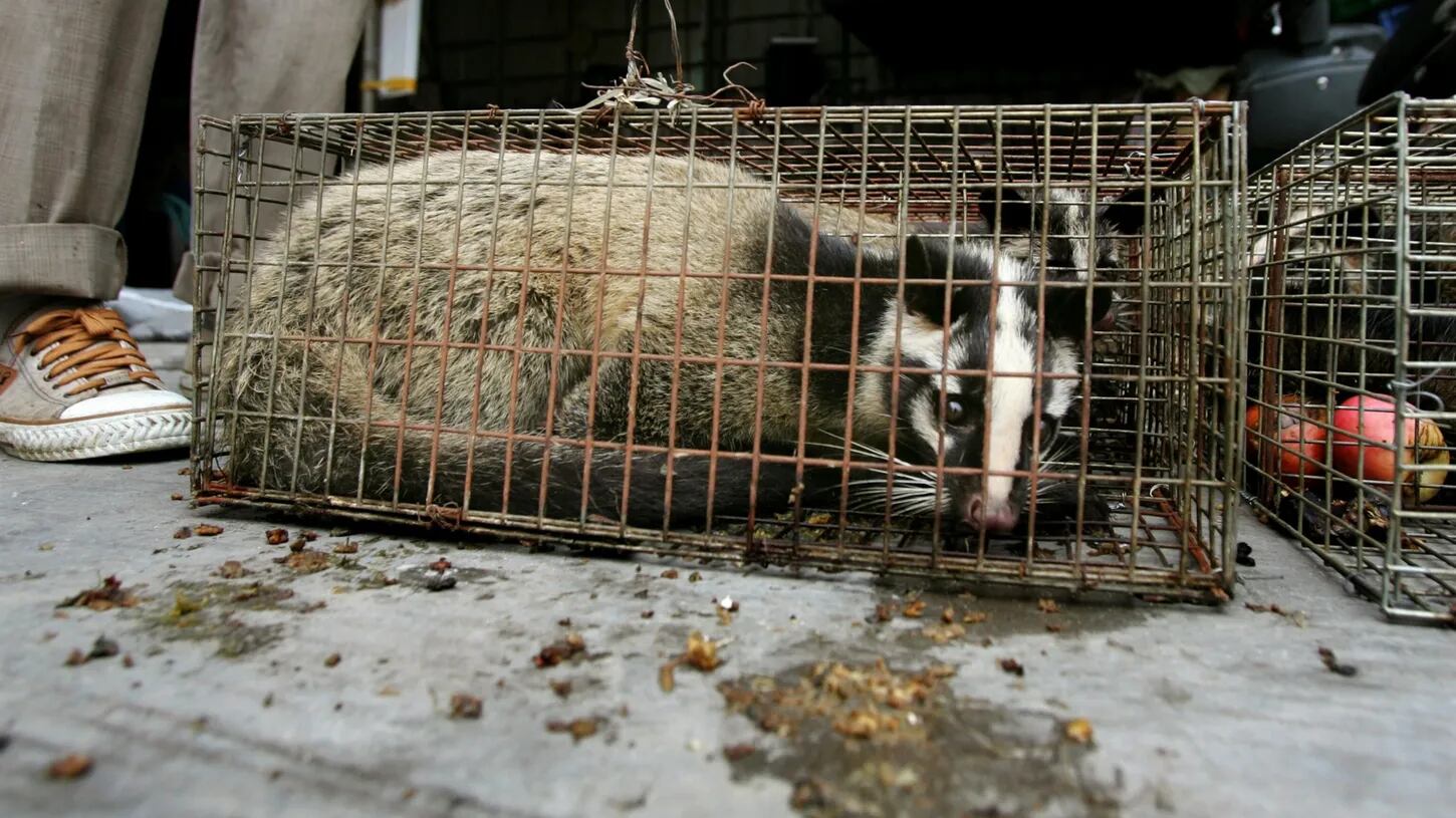 Civeta en un mercado de Cantón, China