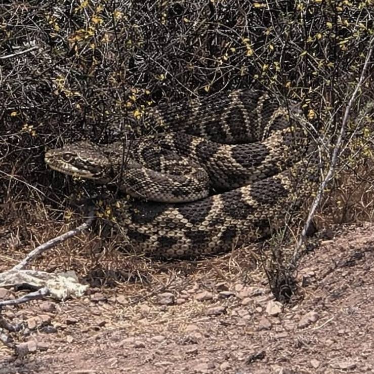 Serpiente cascabel atemoriza a vecinos de San Antonio: ejemplar visto en el sector de San Juan es altamente venenoso y no hay antídoto en Chile