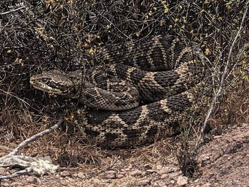 Serpiente cascabel atemoriza a vecinos de San Antonio: ejemplar visto en el sector de San Juan es altamente venenoso y no hay antídoto en Chile