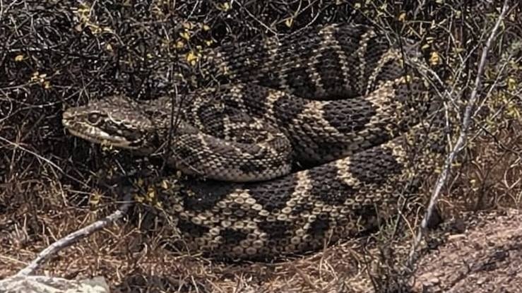 La serpiente cascabel es altamente venenosa y fue vista en San Antonio