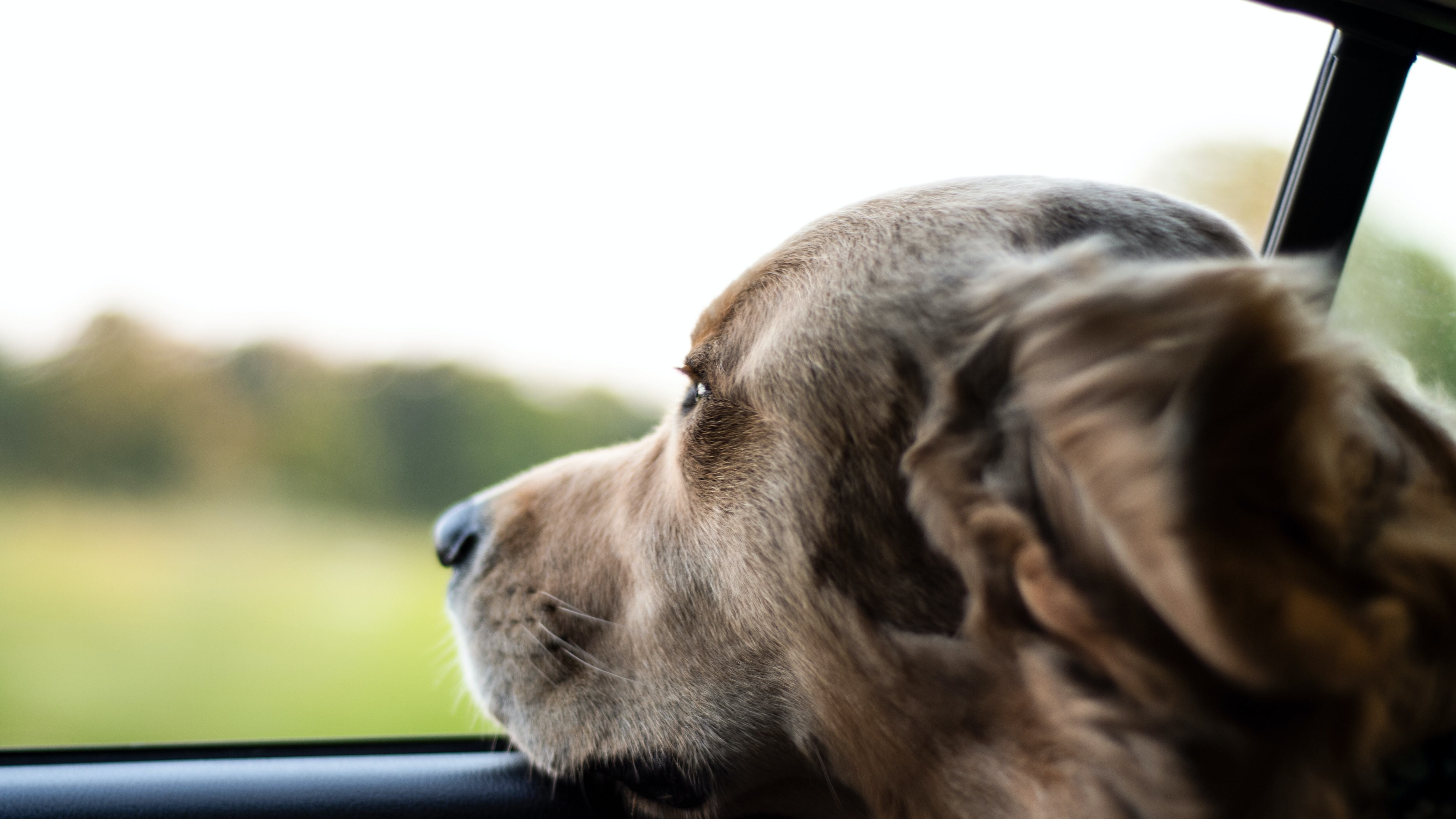 Beat Zero Pet Friendly