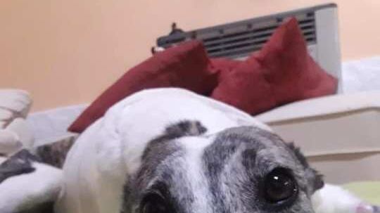 Estelita